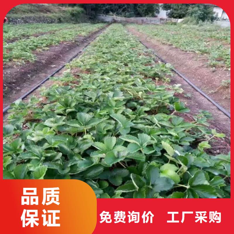 梨树苗-视频-梨树苗-广祥农业科技(西藏分公司)服务区域林芝|拉萨|那曲|昌都|山南