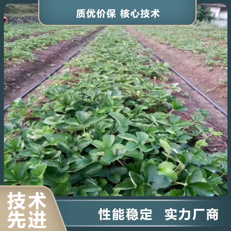 草莓苗_樱桃苗产品细节