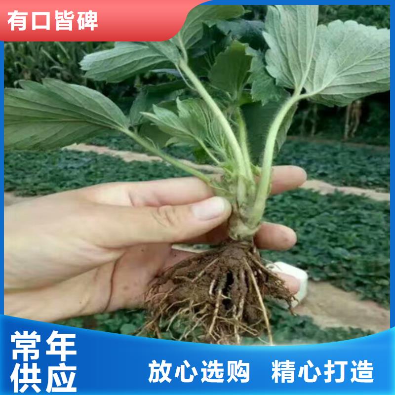 白草莓苗规格齐全
