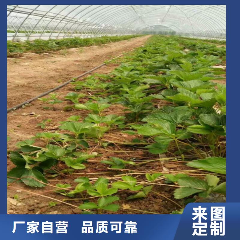 草莓苗油蟠桃树苗联系厂家