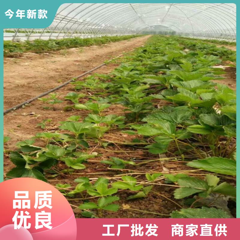 草莓苗-桃树苗厂家直营