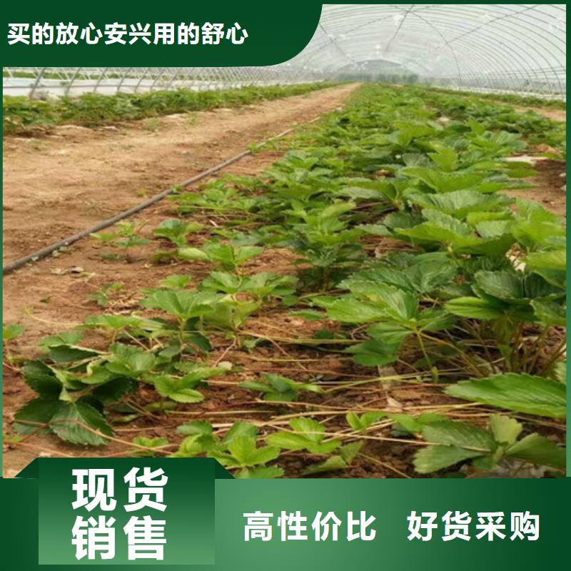 草莓苗苹果苗甄选好厂家