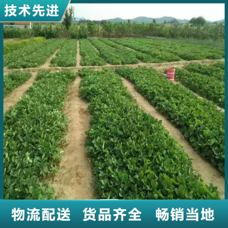 草莓苗珍珠枣油桃树苗老客户钟爱