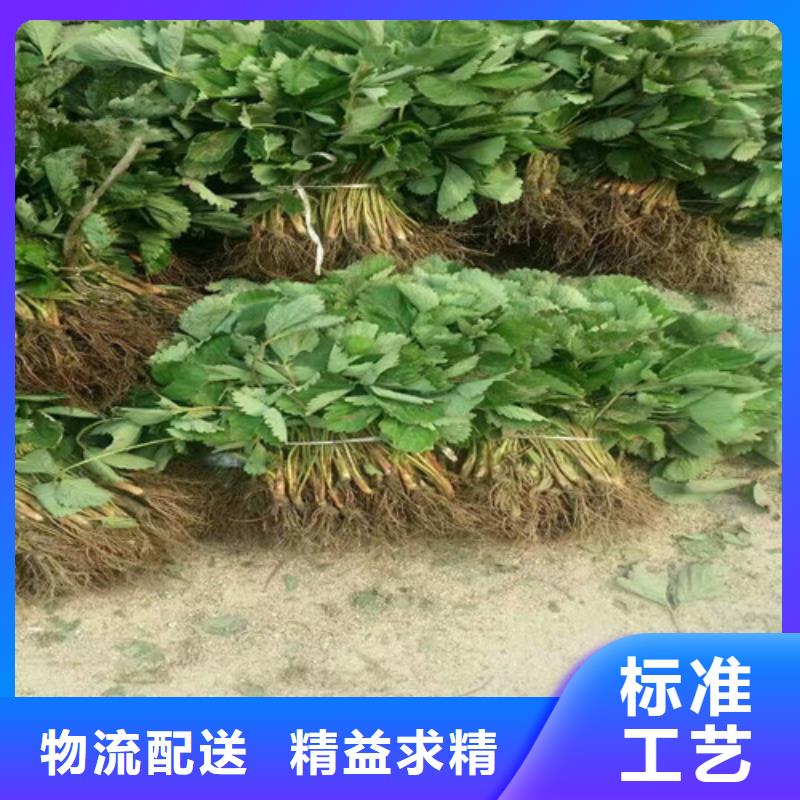 草莓苗阳光玫瑰葡萄树苗买的放心安兴用的舒心