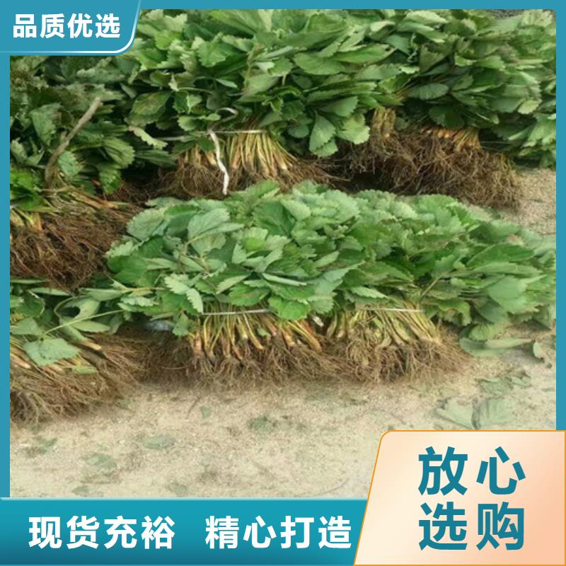 草莓苗樱桃苗从厂家买售后有保障