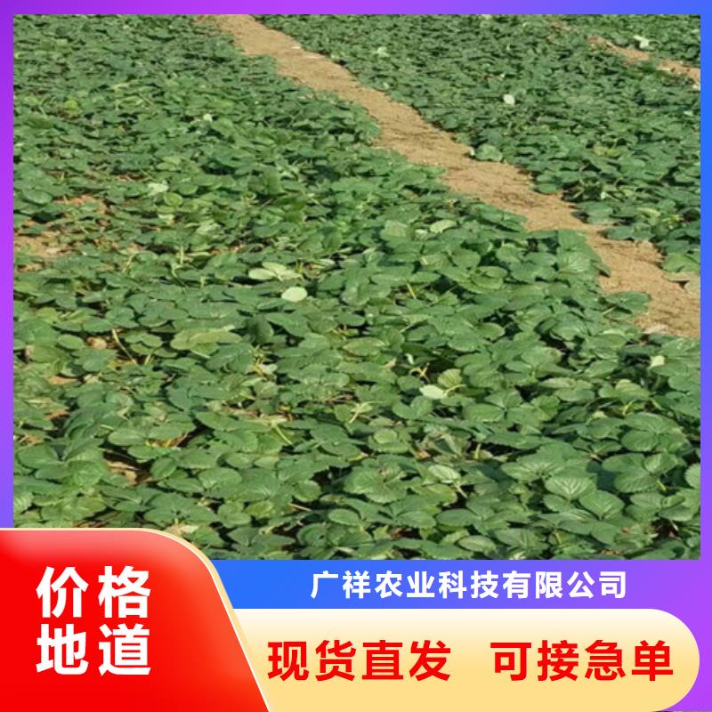草莓苗葡萄苗基地支持定制加工