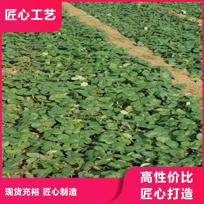 草莓苗苹果苗基地一致好评产品
