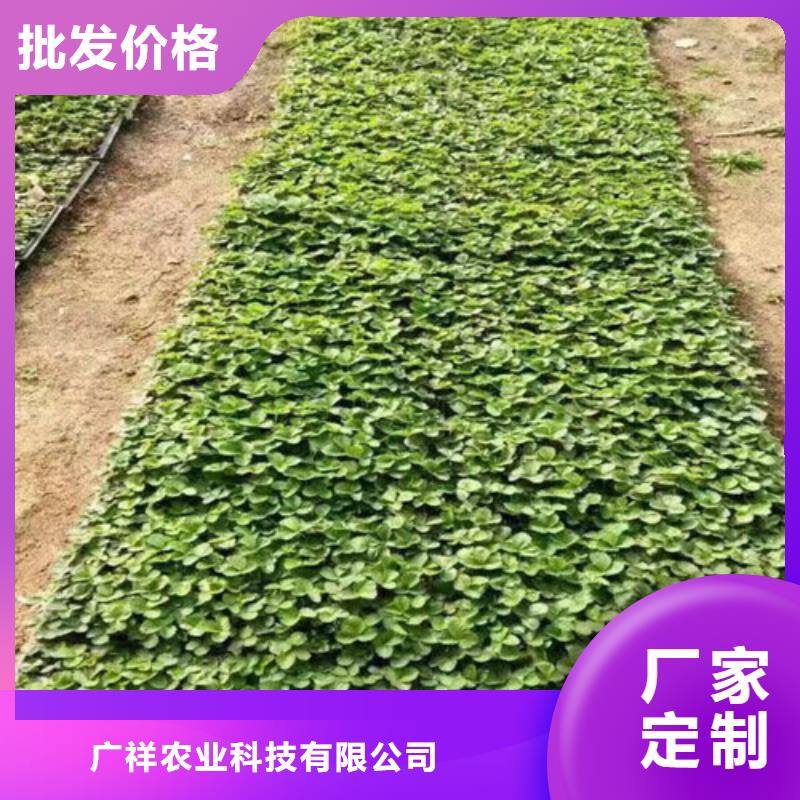草莓苗_红颜草莓出厂价