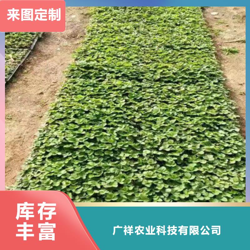 草莓苗-艾琳娜西梅树苗款式多样