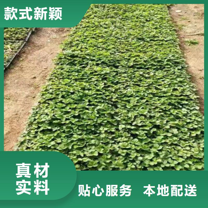 草莓苗蜂糖李子树苗厂家售后完善
