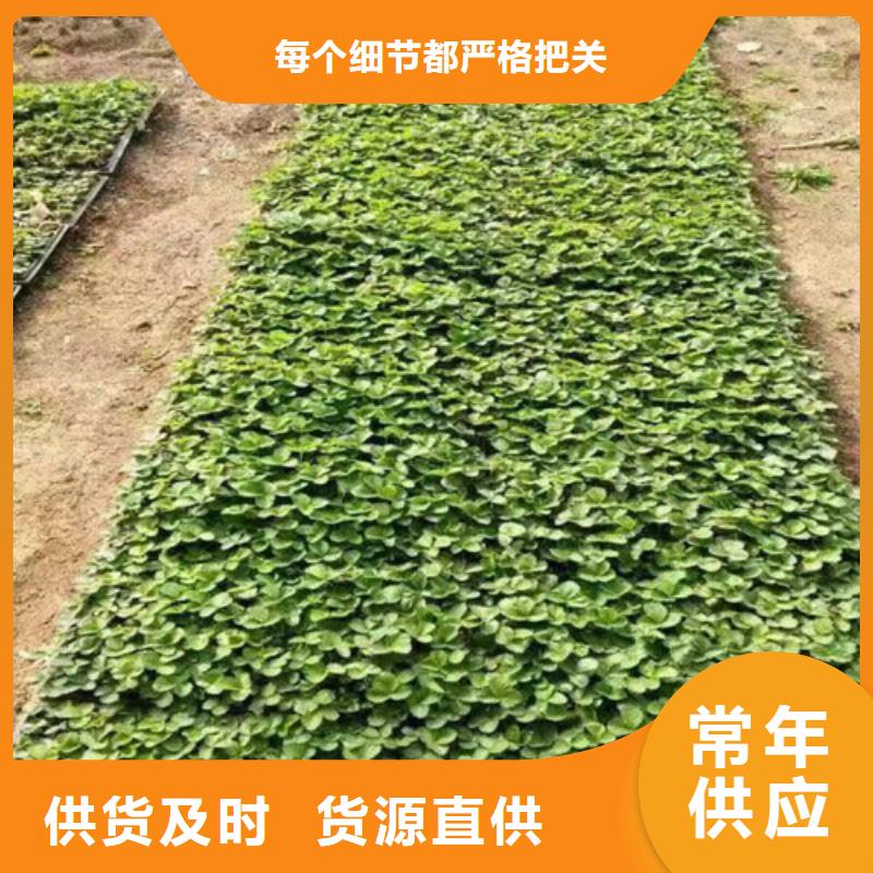草莓苗 无花果树苗多家仓库发货