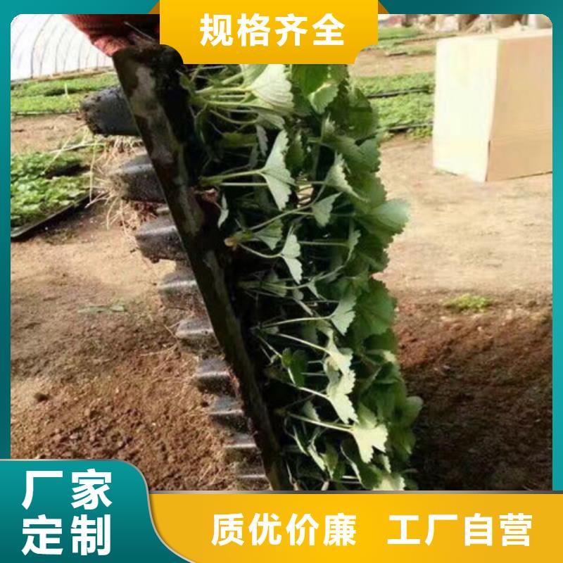 梨树苗-视频-梨树苗-广祥农业科技(西藏分公司)服务区域林芝|拉萨|那曲|昌都|山南