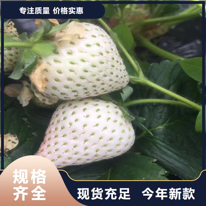 草莓苗 天仙醉草莓苗源厂供货