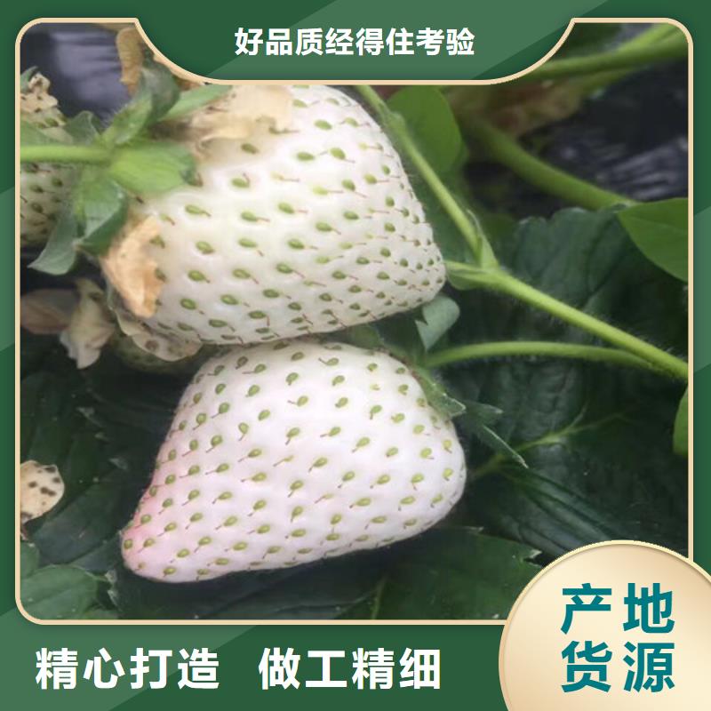 草莓苗苹果苗基地专心专注专业