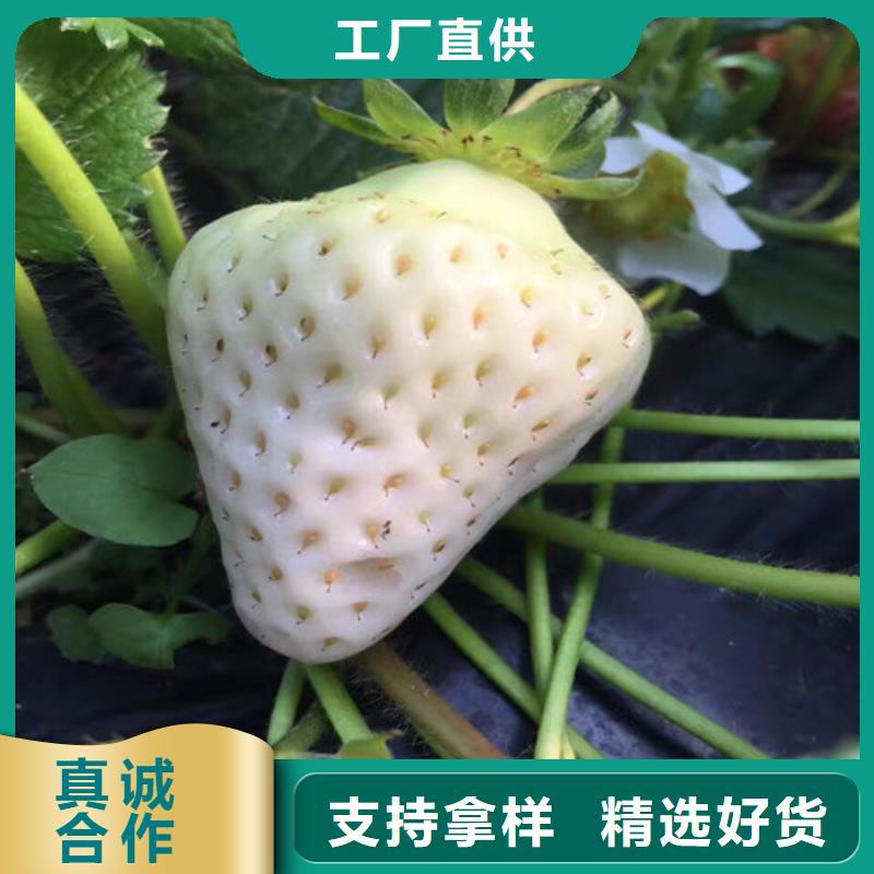 草莓苗梨树苗基地N年生产经验