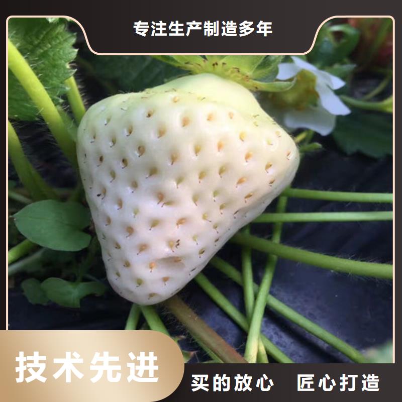 草莓苗,桃树苗基地品质可靠