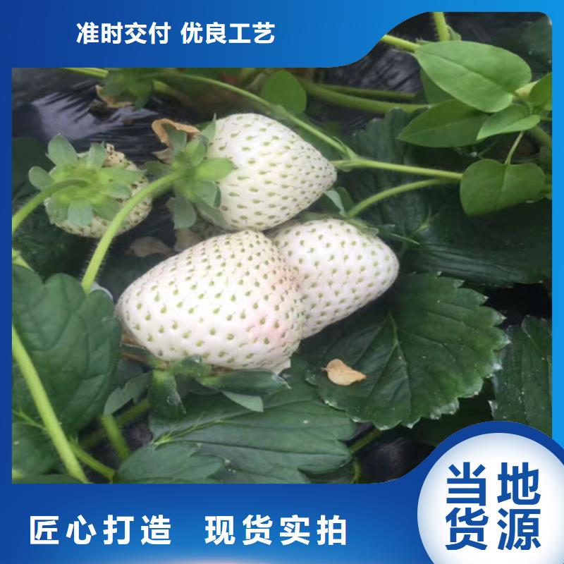 草莓苗大棚草莓苗细节之处更加用心