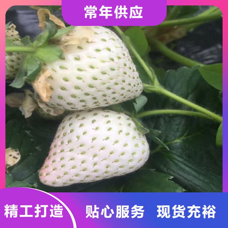 草莓苗梨树苗基地N年生产经验