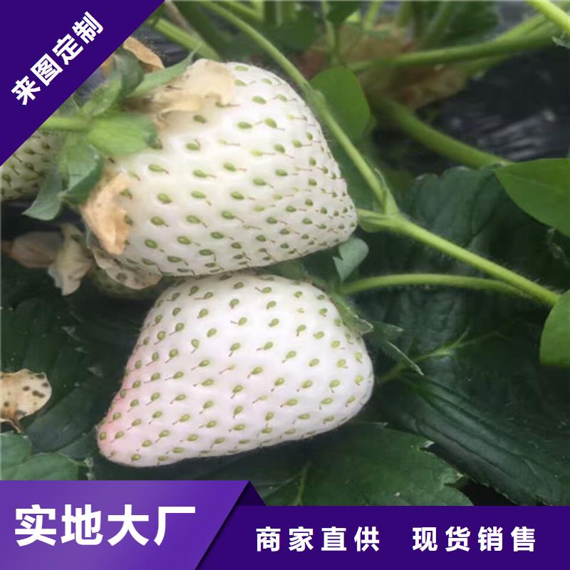 梨树苗-视频-梨树苗-广祥农业科技(西藏分公司)服务区域林芝|拉萨|那曲|昌都|山南