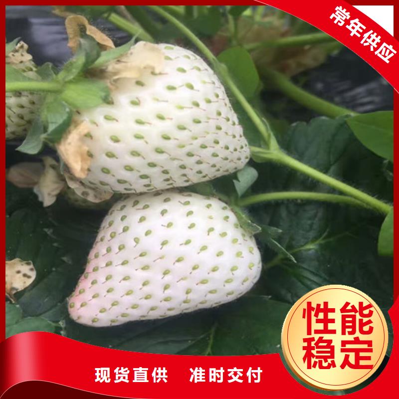 草莓苗,红富士苹果树苗产品性能