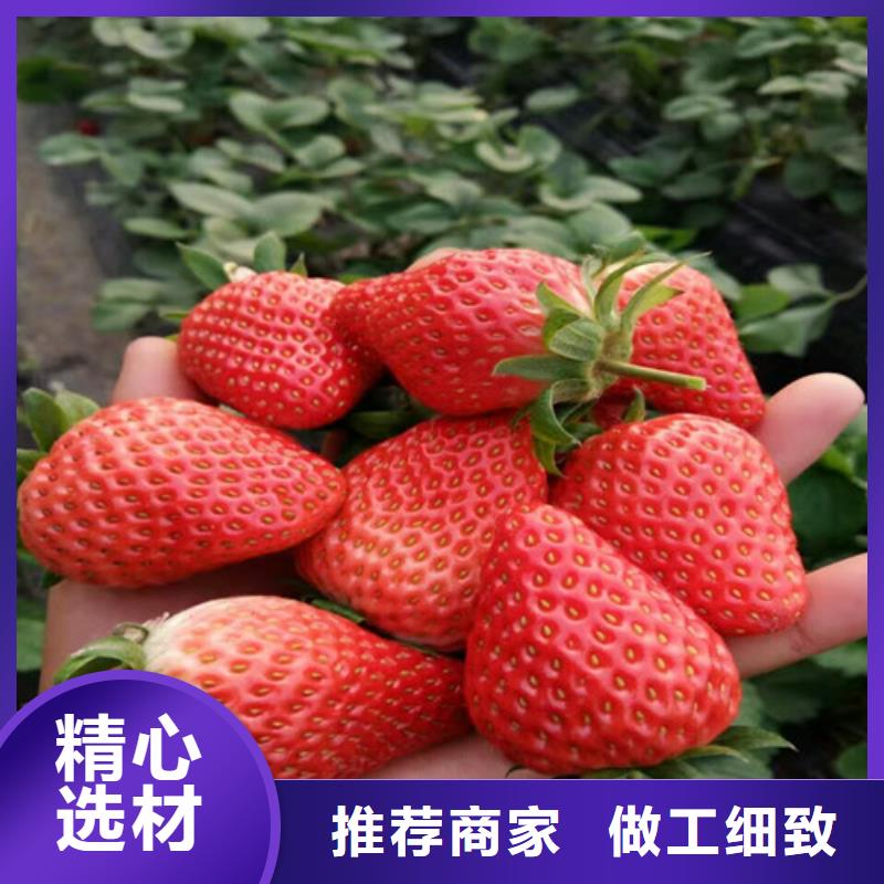 草莓苗_苹果苗基地源头厂家量大价优