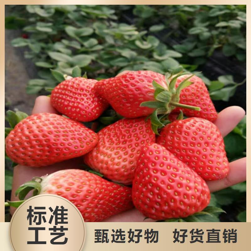 草莓苗,桃树苗基地品质可靠