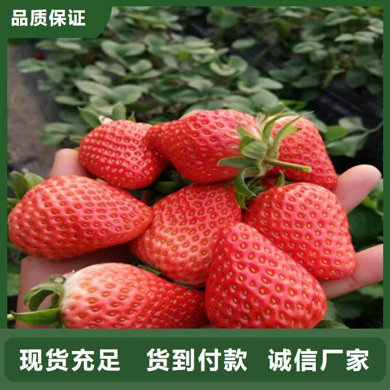 草莓苗大棚草莓苗厂家货源稳定