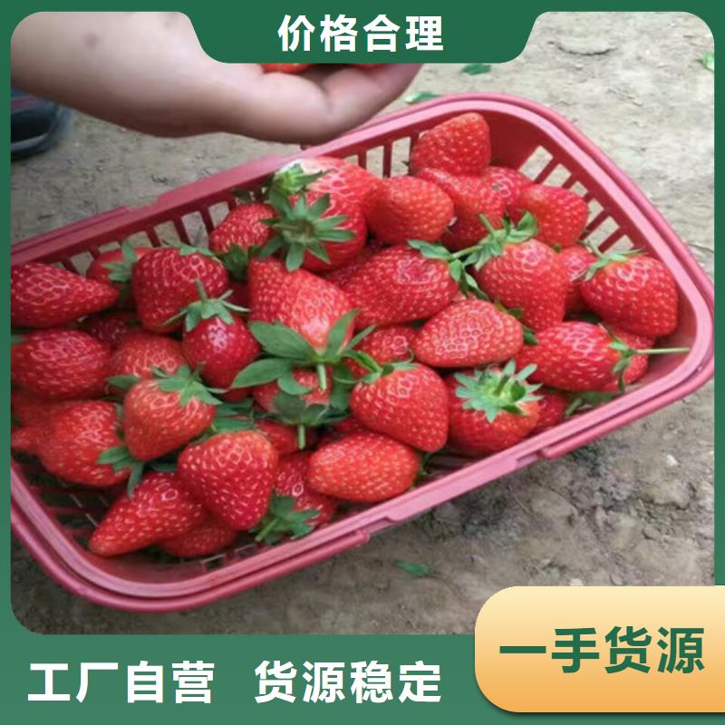 草莓苗-红颜草莓质量看得见