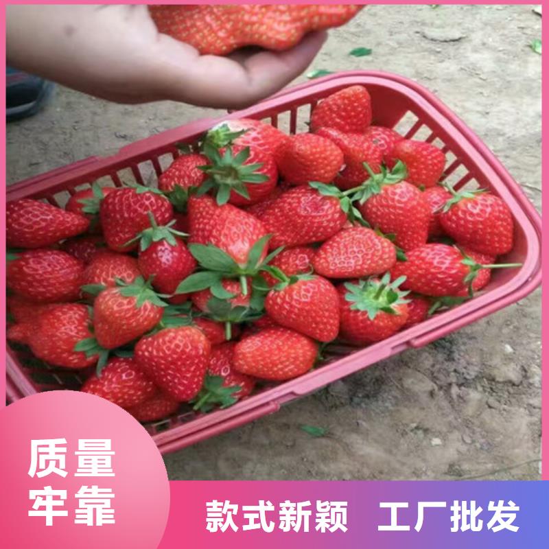 草莓苗黄桃树苗售后无忧