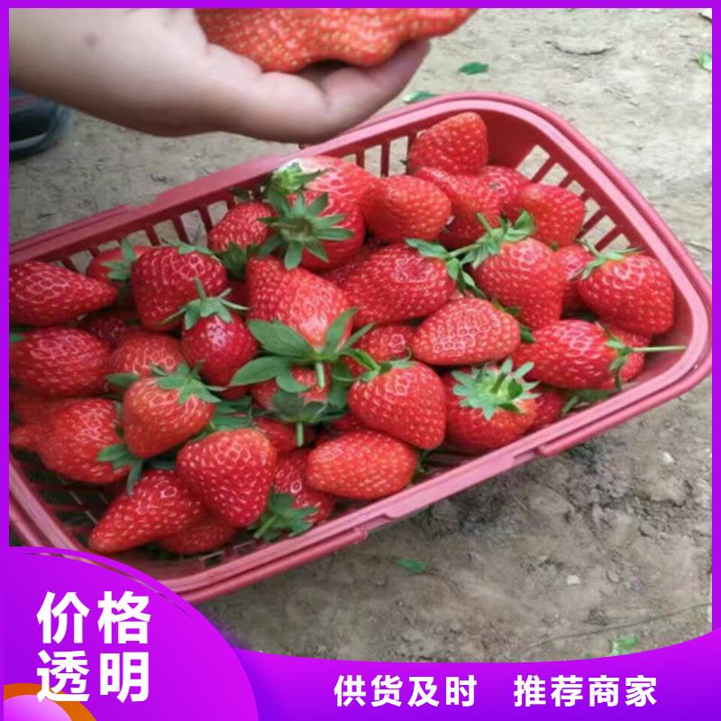 草莓苗桃树苗用品质赢得客户信赖