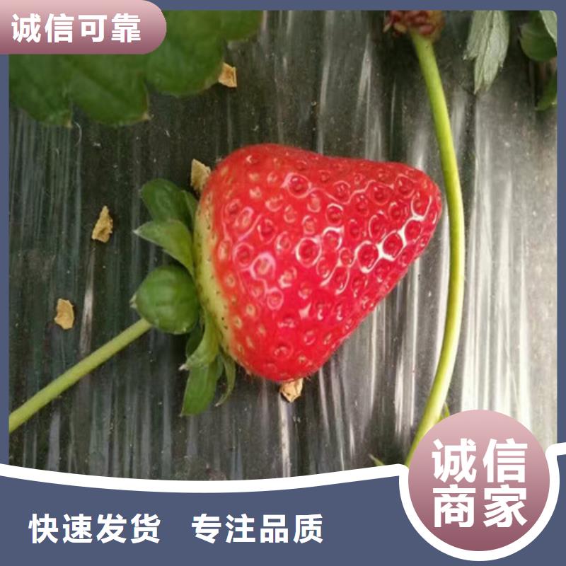 草莓苗 板栗苗严选用料