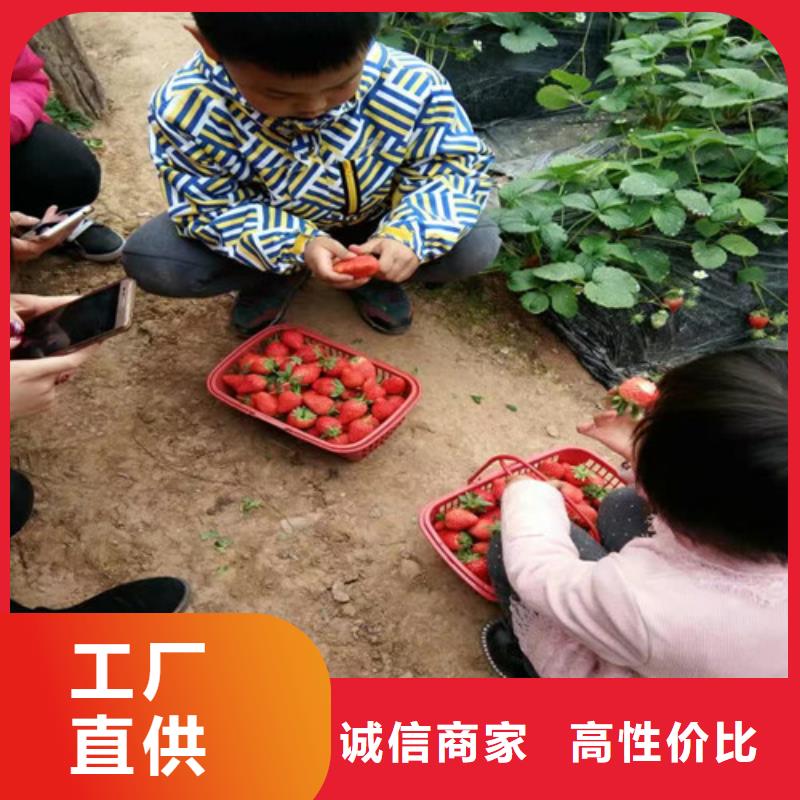 草莓苗 蓝莓苗工厂价格