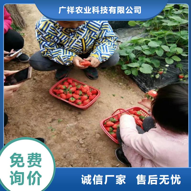 梨树苗视频-梨树苗(广祥)覆盖地域河南省开封市通许|尉氏|平顶山|郑州|商丘|三门峡|安阳|信阳|新乡