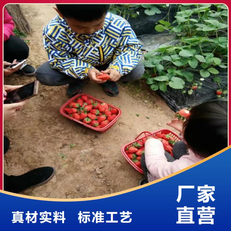 草莓苗_黄桃树苗产品优势特点