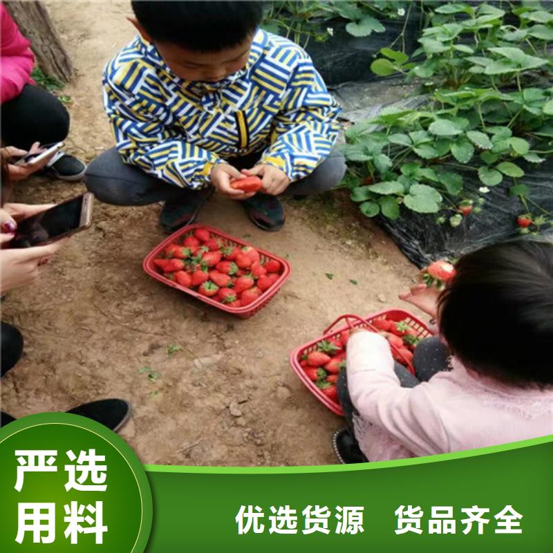 草莓苗毛蟠桃树苗厂家精选