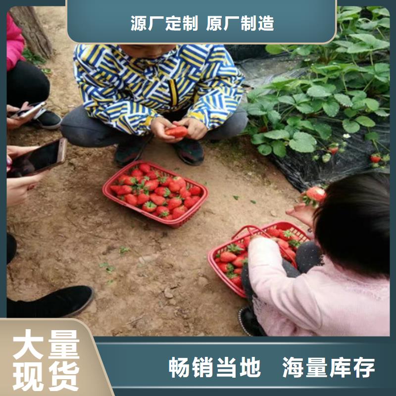 草莓苗油桃树苗一站式采购方便省心