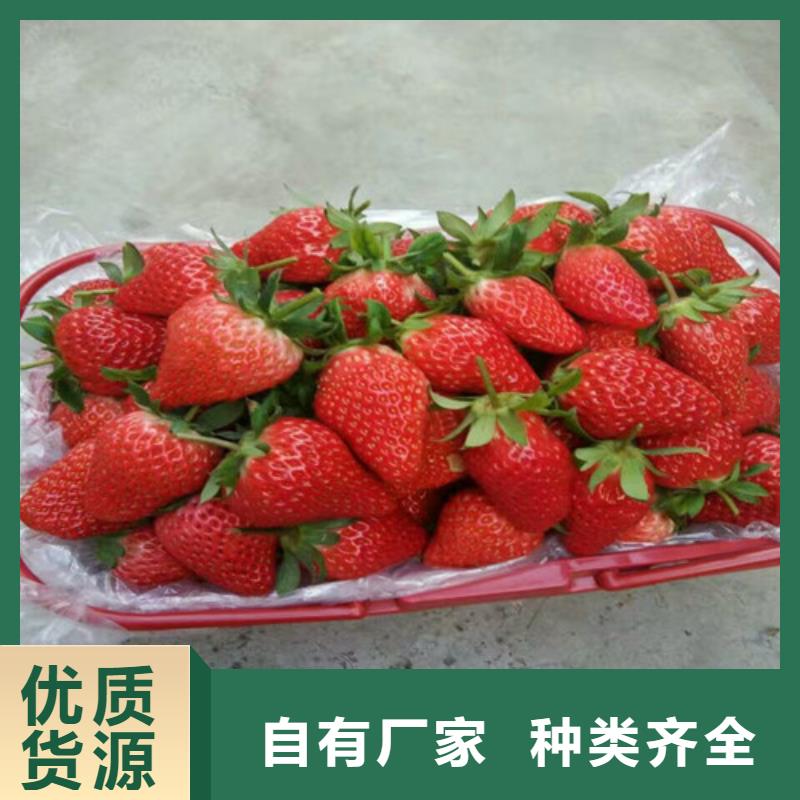 草莓苗_黄桃树苗产品优势特点