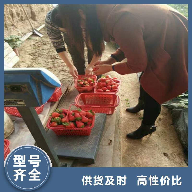 草莓苗油蟠桃树苗联系厂家