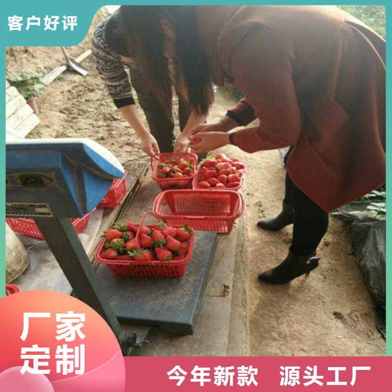 草莓苗,大红袍花椒苗保障
