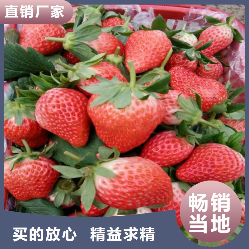 草莓苗-葡萄苗丰富的行业经验