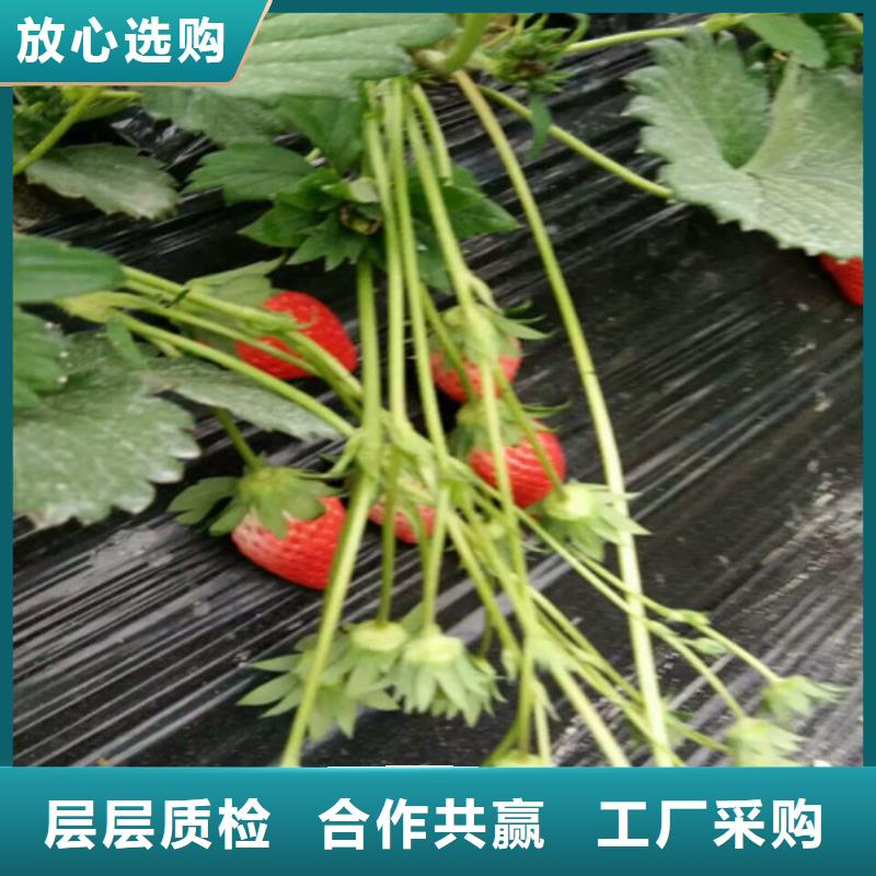 草莓苗油蟠桃树苗联系厂家
