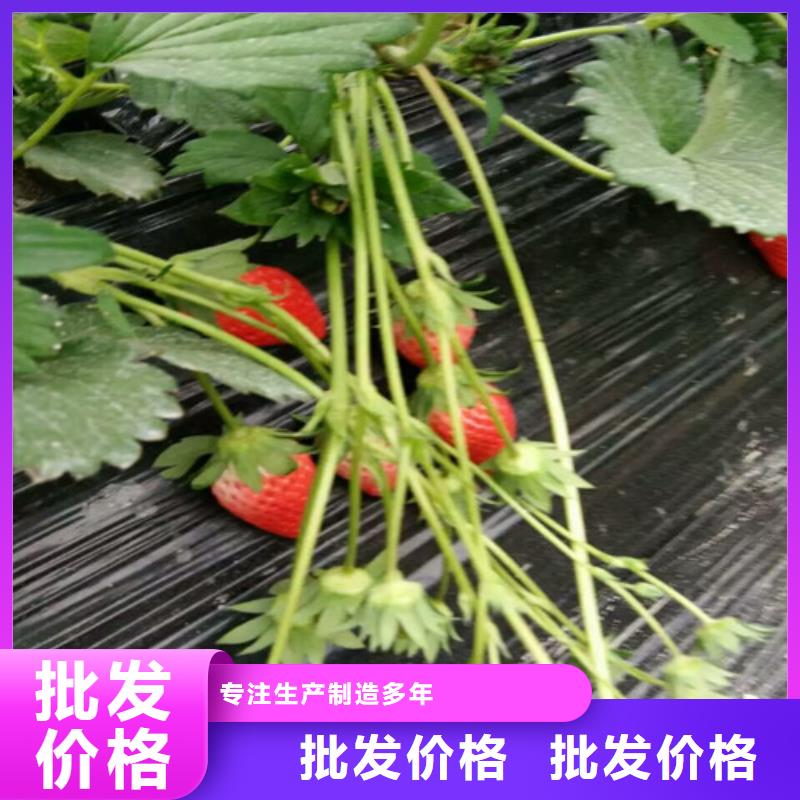 草莓苗_徐香猕猴桃树苗货源报价