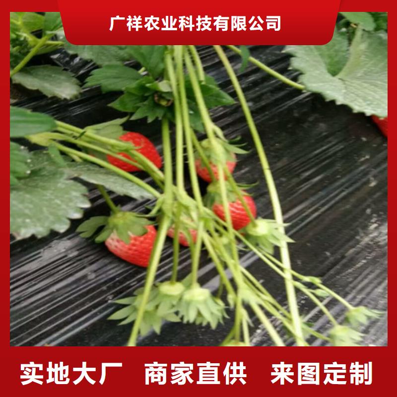 梨树苗-视频-梨树苗-广祥农业科技(西藏分公司)服务区域林芝|拉萨|那曲|昌都|山南