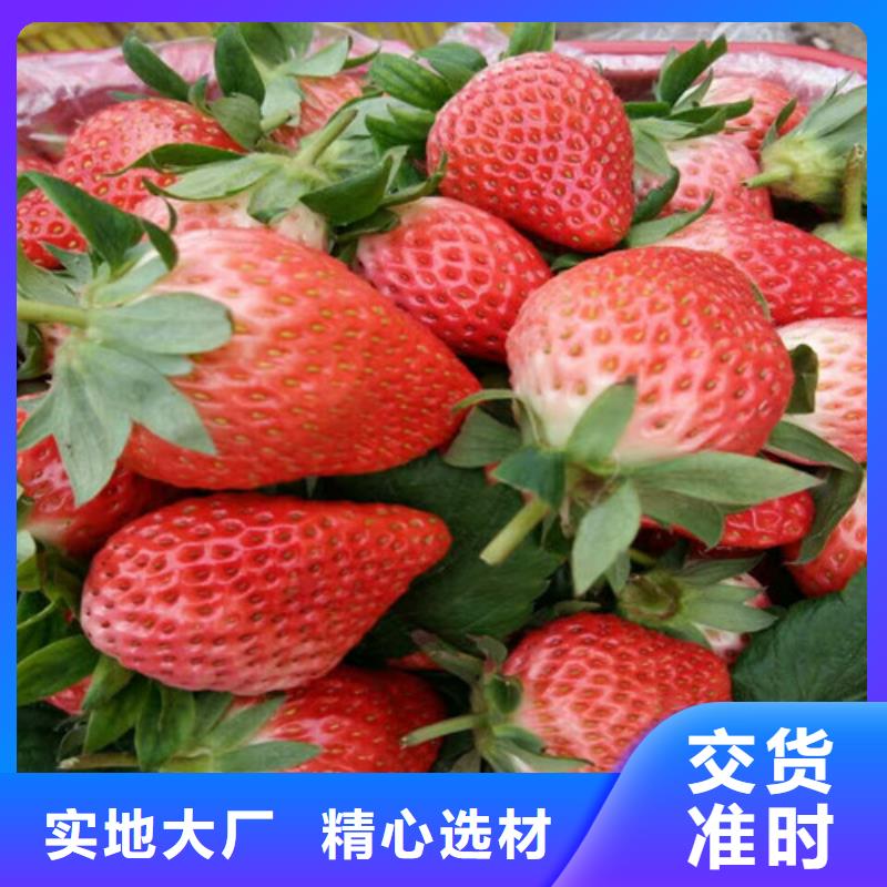 草莓苗珍珠枣油桃树苗老客户钟爱