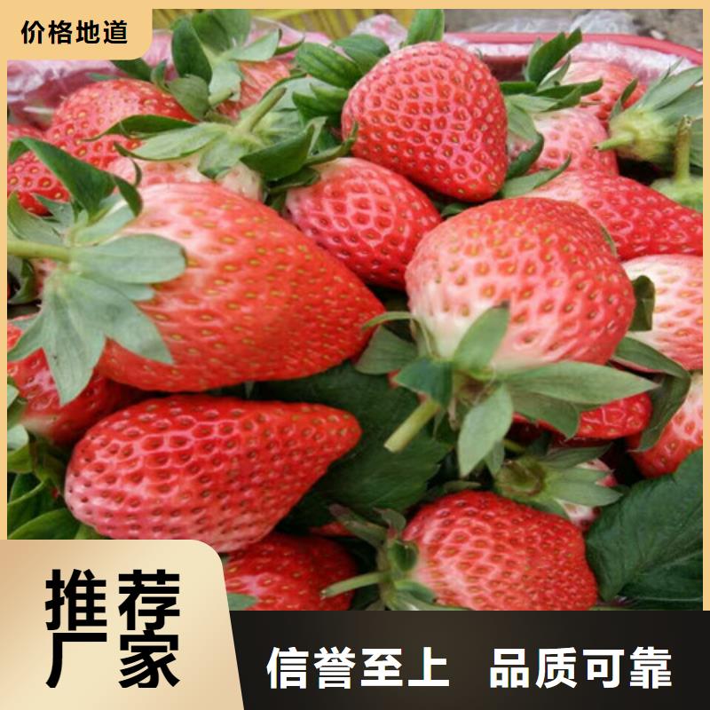 草莓苗苹果苗基地专心专注专业