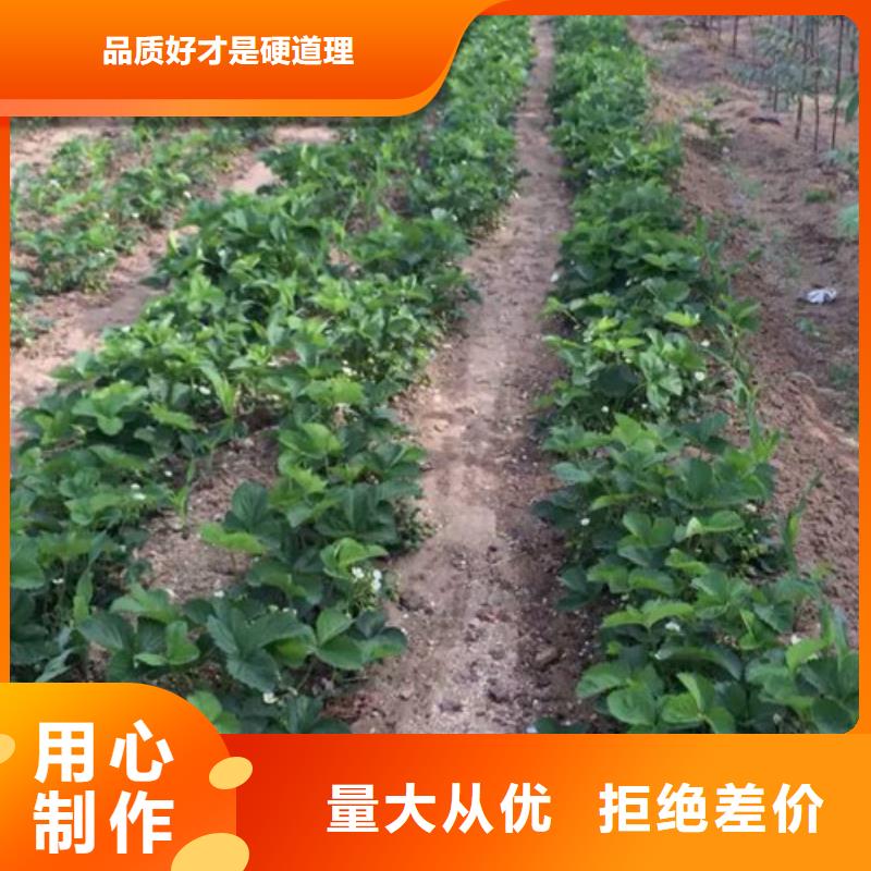 草莓苗梨树苗基地本地厂家值得信赖