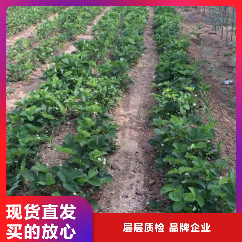 草莓苗黄桃树苗售后无忧