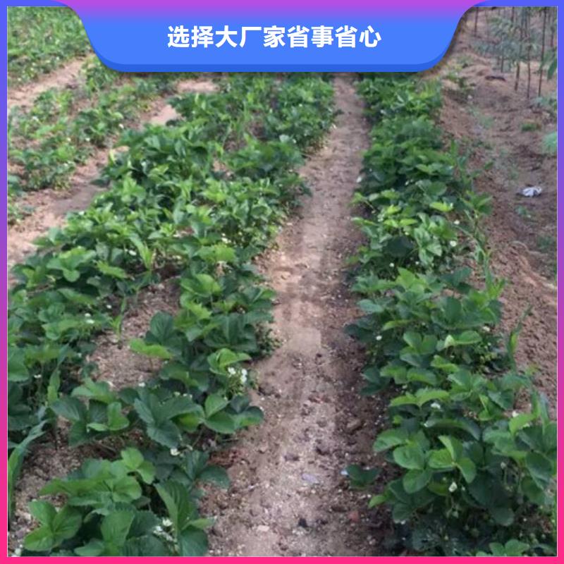 草莓苗梨树苗基地N年生产经验