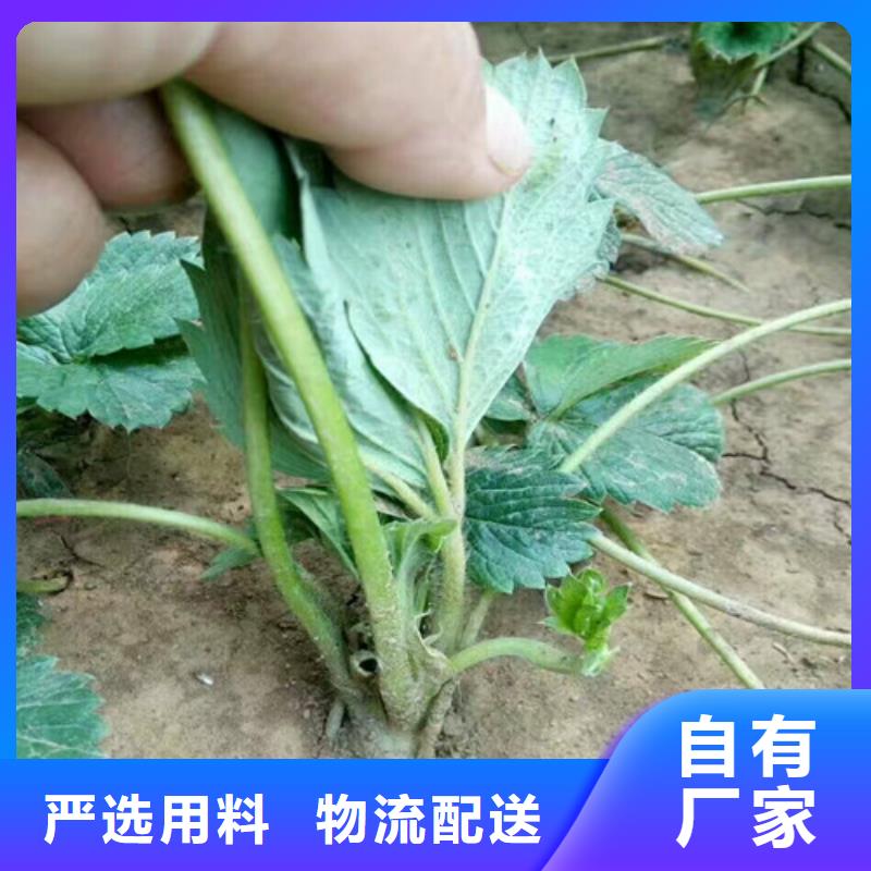 草莓苗-红颜草莓质量看得见
