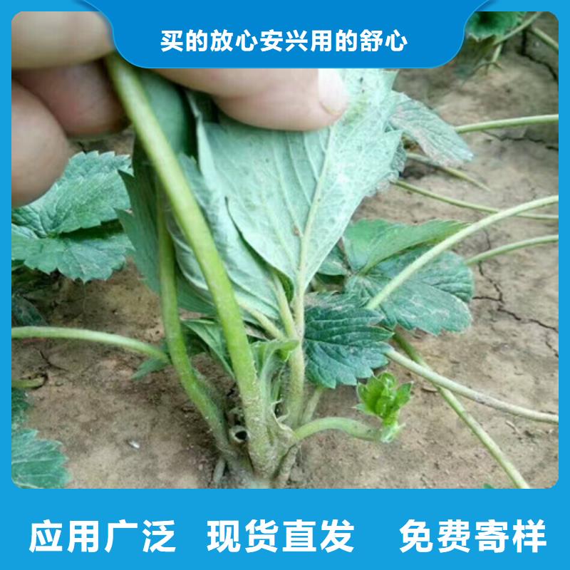 草莓苗,红富士苹果树苗产品性能